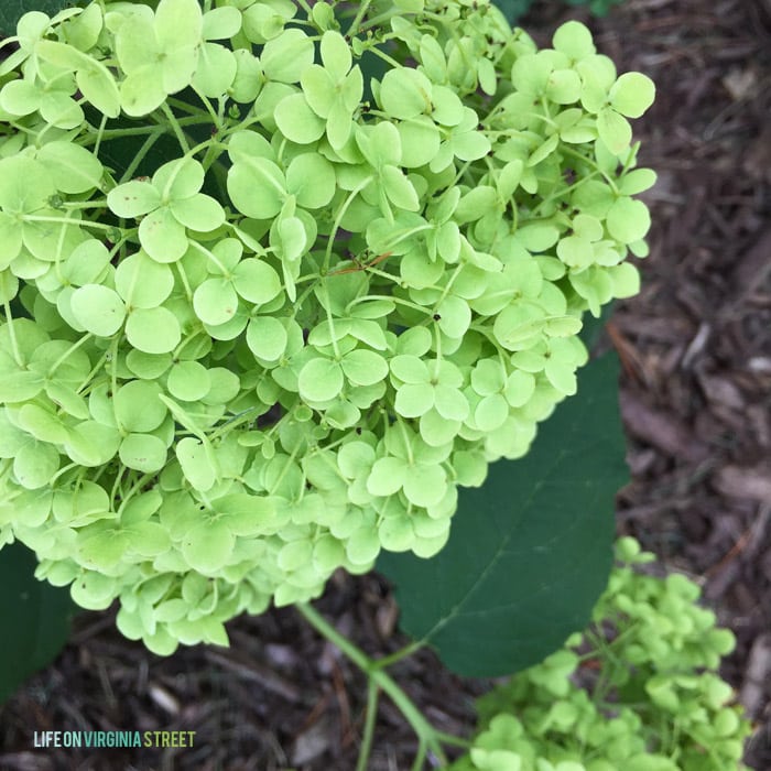 Annabelle Hydrangeas - Life On Virginia Street