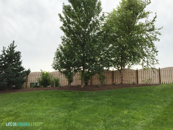 Backyard - After Tree Trim - Life On Virginia Street