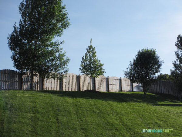 Backyard Autumn Blaze Maple - When dreaming of our exterior house plans, this is where the pool goes. Life On Virginia Street