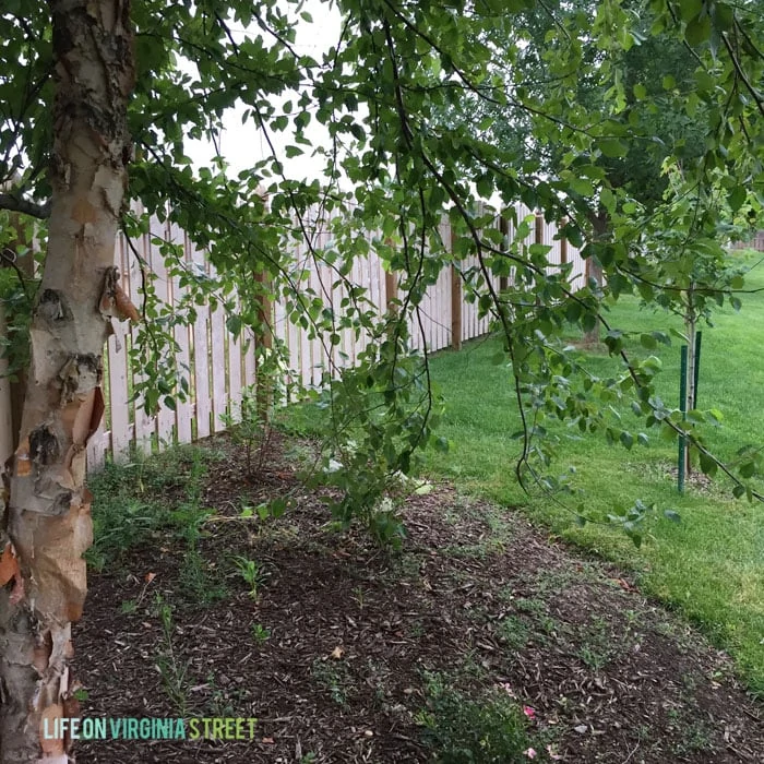 Backyard Tree Before Trim - Life On Virginia Street