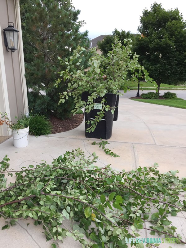 Backyard Tree Clippings - Life On Virginia Street