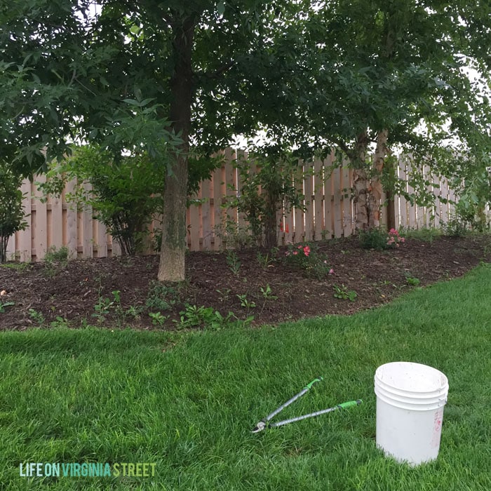 Backyard Trees Before Trimming - Life on Virginia Street