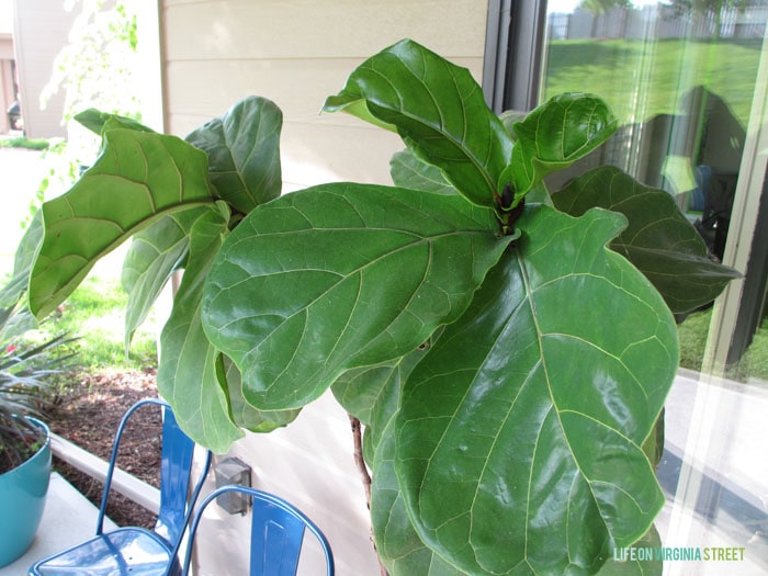 Fiddle Leaf Fig Summer 2015 - Life On Virginia Street