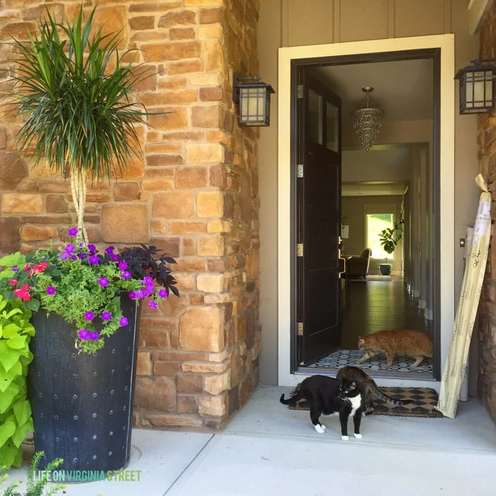 A beautiful porch planter with dracaena spikes, sweet potato vines, petunias and impatiens. The front door is open and there are cats in the doorway.