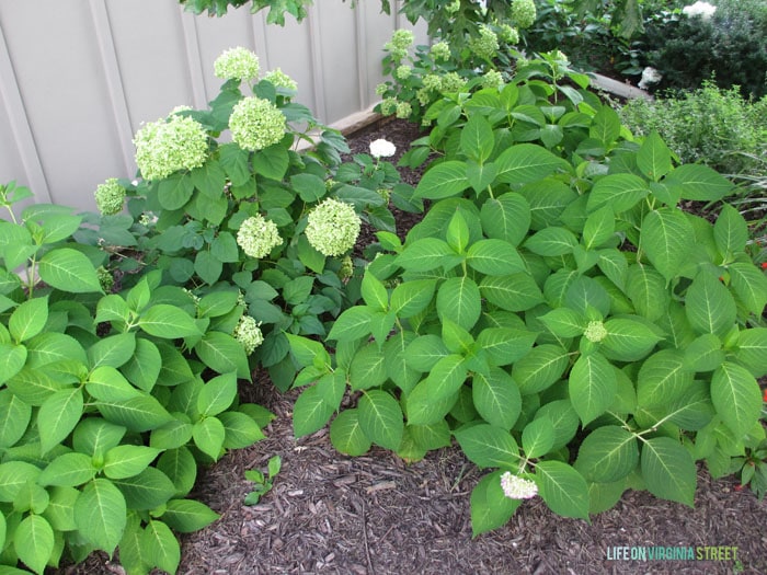 Front Yard Hydrangeas - Life On Virginia Street