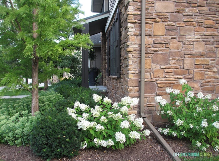 Front Yard Limelight Hydrangeas - Life On Virginia Street