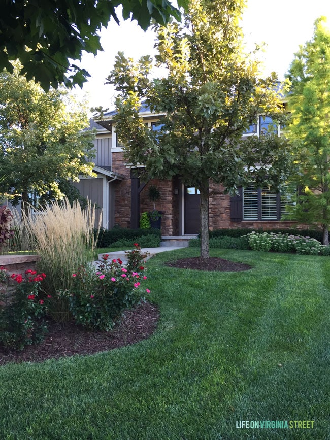 Front Yard after trim - Life On Virginia Street