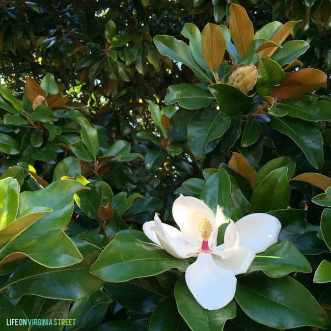 Nashville Magnolia Tree - Life On Virginia Street