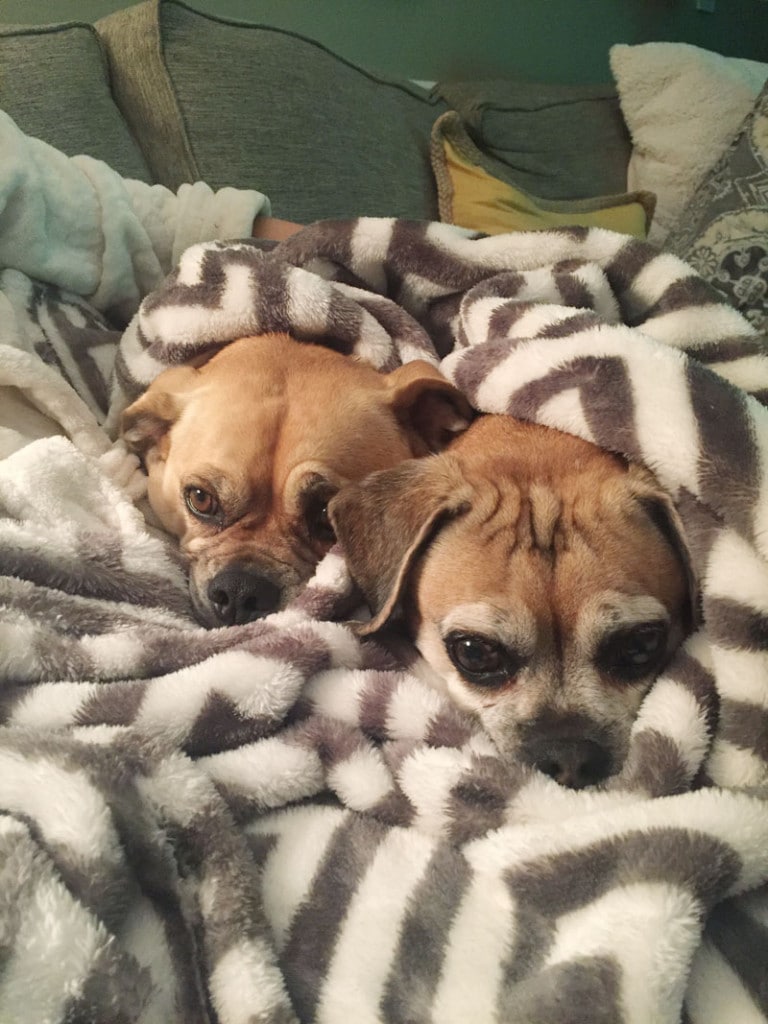 Puggles