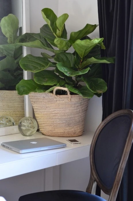 A fiddle leaf plant on a desk beside a laptop.