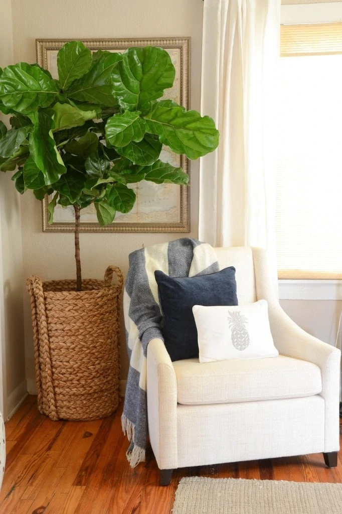 A white armchair with a large fig leaf tree in the corner behind it.