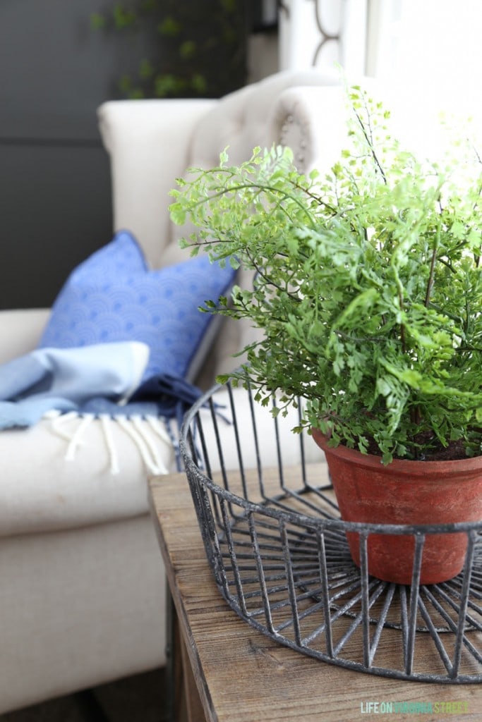 Office Greenery - Life on Virginia Street