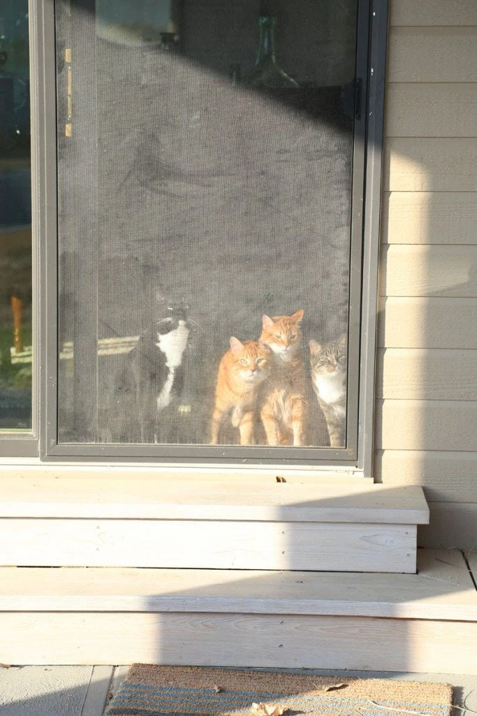 Cats Waiting to Go Outside