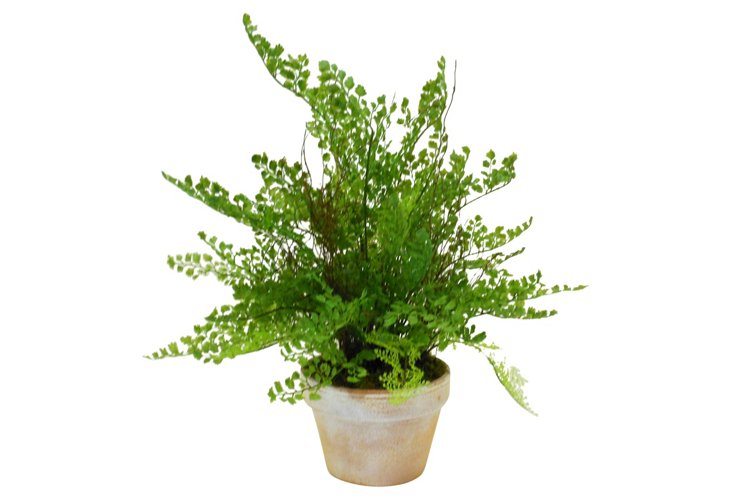 Faux Maidenhair Fern