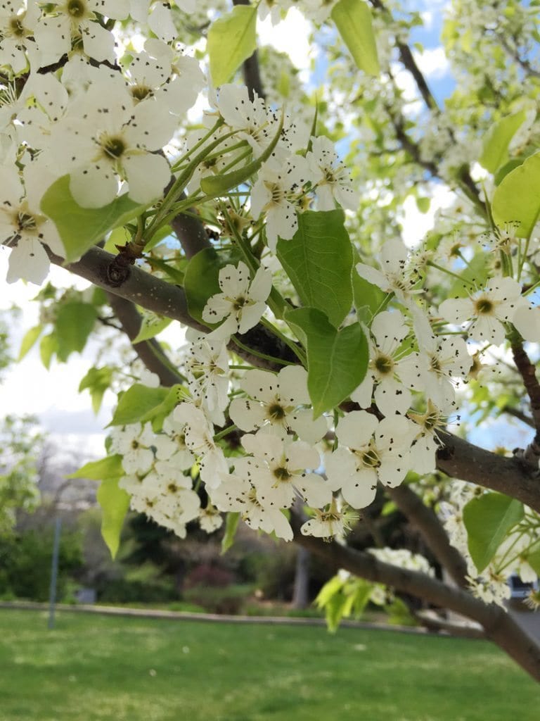 Pear Tree