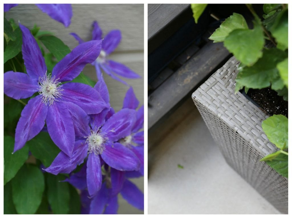 Purple morning glories in bloom.