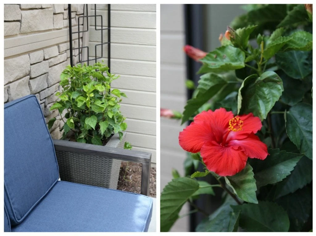 A blue outdoor couch and a red hibiscus flower on the bush.