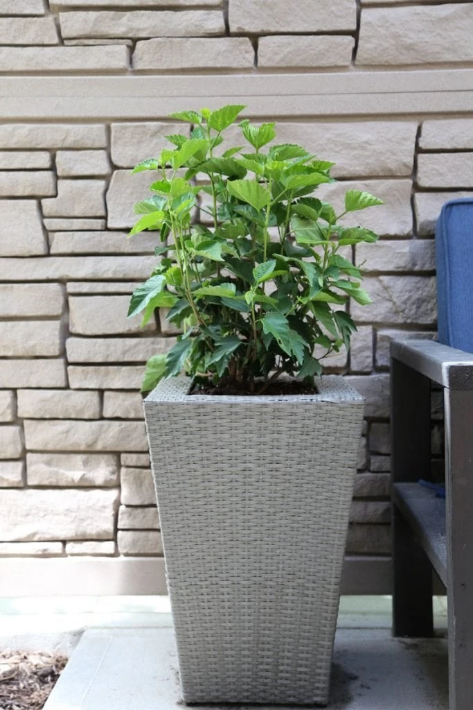 A small green bush in a white planter beside the blue couch.
