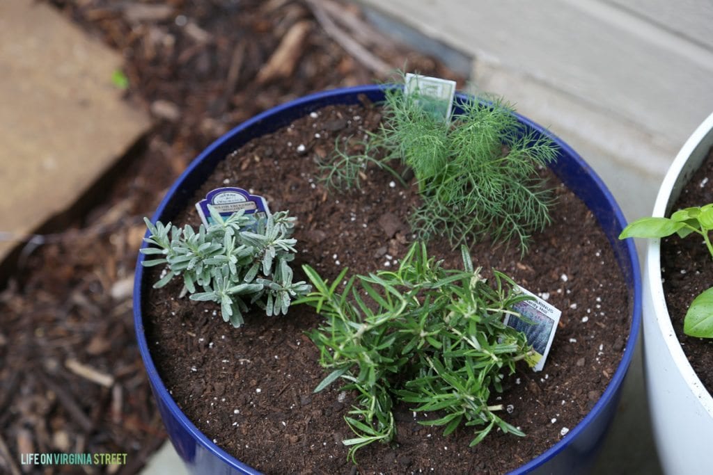 Herb Garden