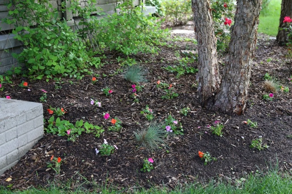 Impatiens on the West Side 2016