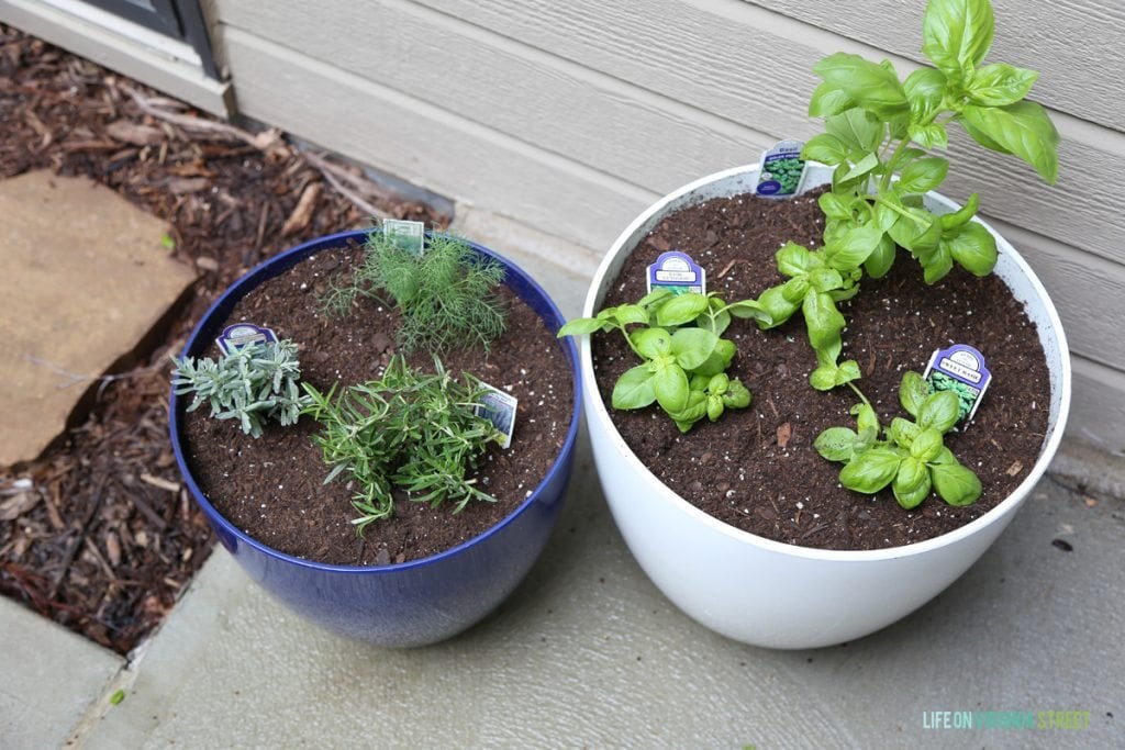 Outdoor Potted Herb Garden