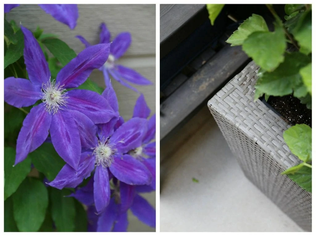 Deep purple flowers and the wicker planter shown.