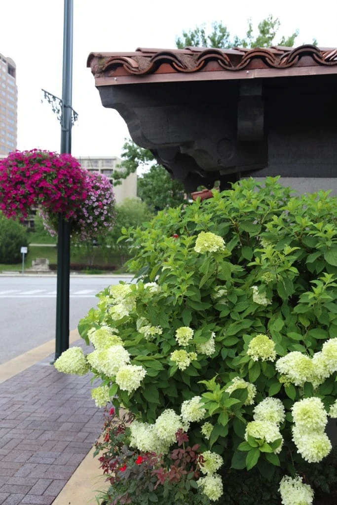 Flowers at Country Club Plaza via Life On Virginia Street