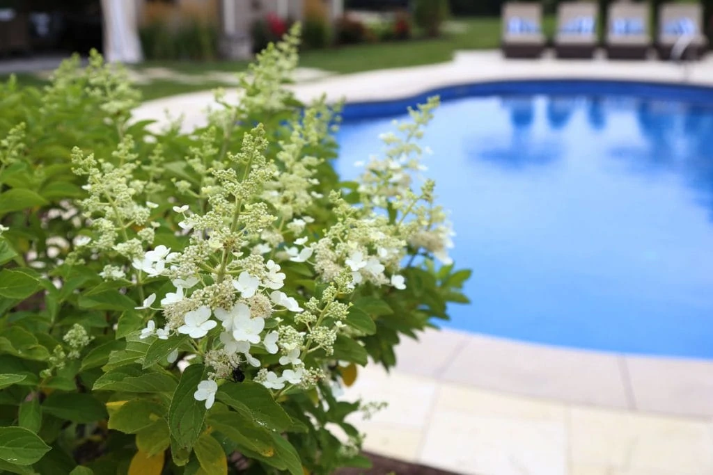 White hydrangea Tree beside the pool.