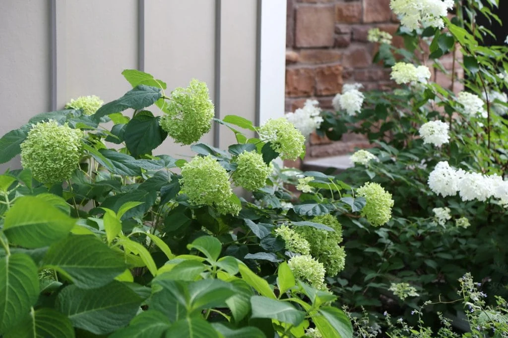 Hydrangea bushes outside the house.