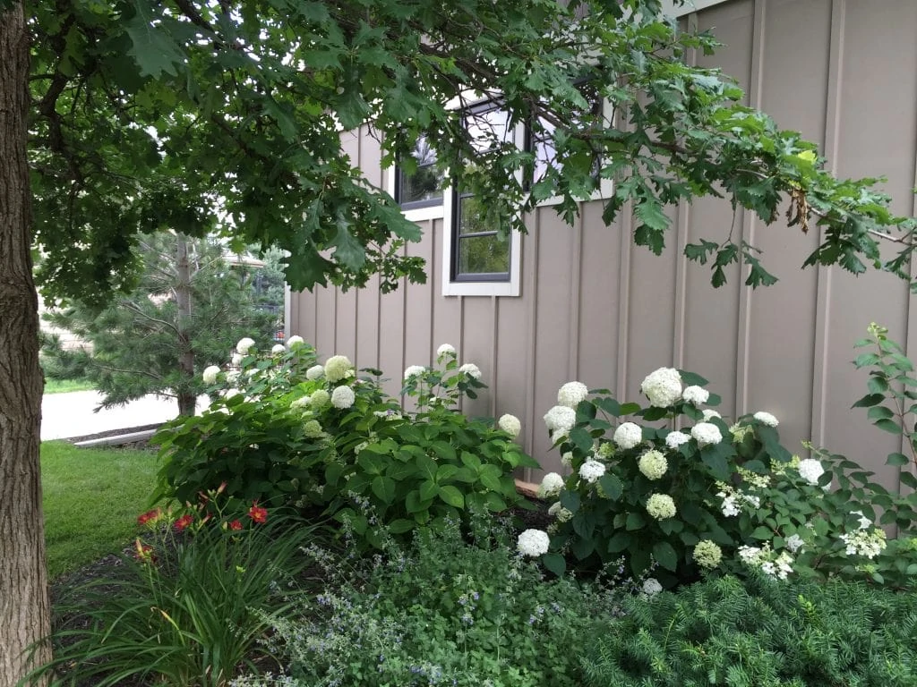 White hydrangea bushes beside the house.