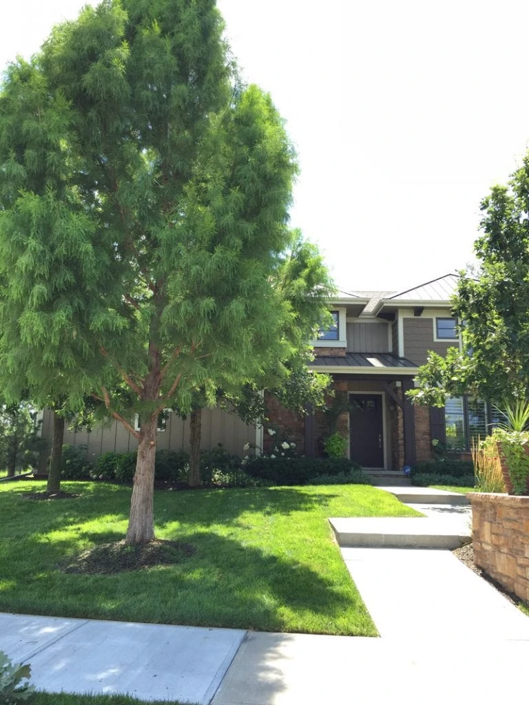 Front Yard After Tree Trim