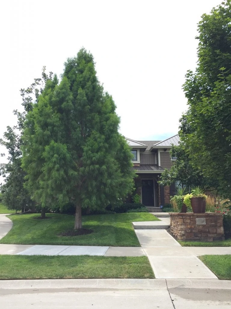 Front Yard before tree trim