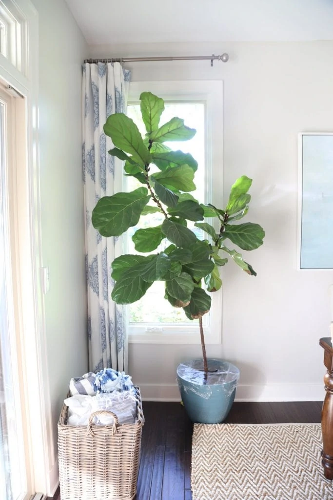 Large green plant in corner of room in a light blue planter.