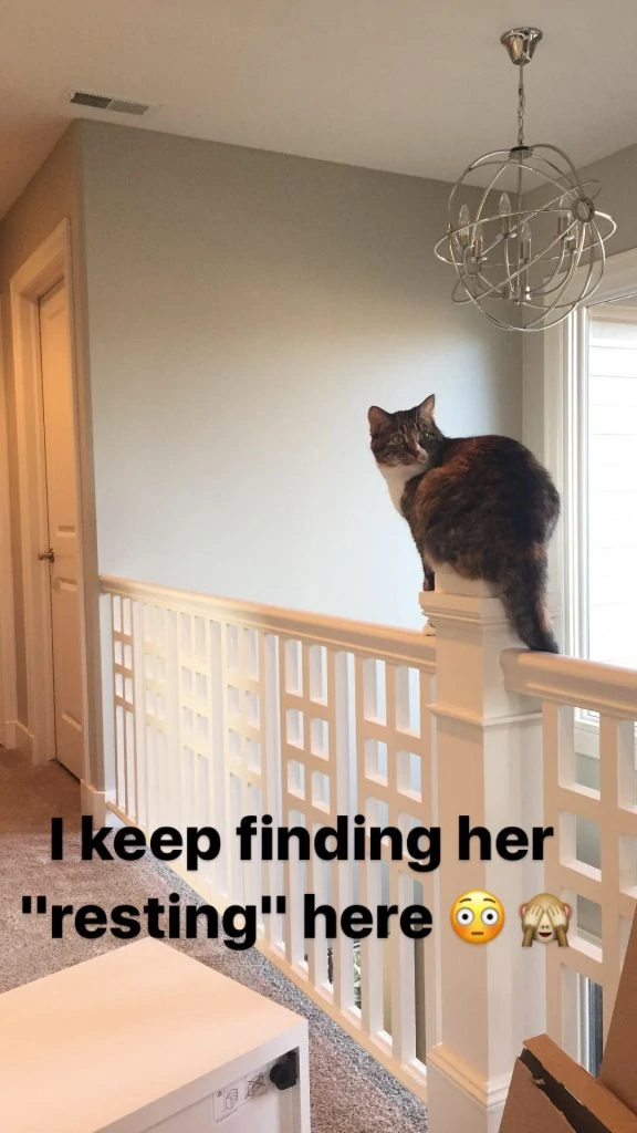 Our cat loves sitting atop the banister in our upstairs front hallway.