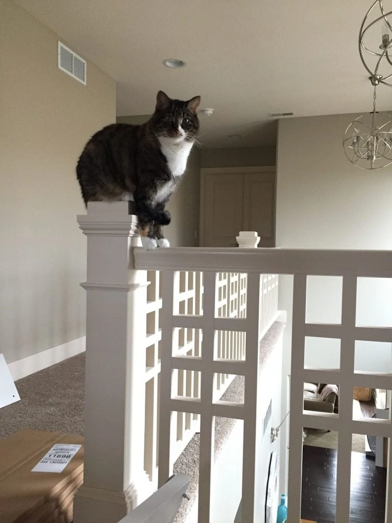 This corner post of our upstairs banister is this cat's favorite spot to sit.