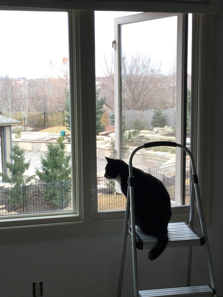 Opened the window while painting because it was so nice out! One of our cats wanted to take a look around. 