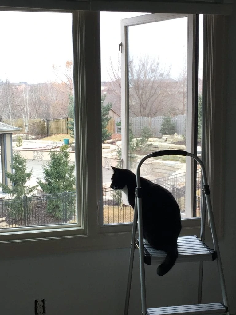 Opened the window while painting because it was so nice out! One of our cats wanted to take a look around. 