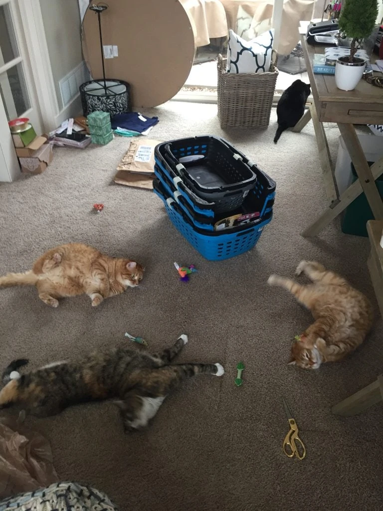 The cats were obviously enjoying themselves in the chaos of our office!