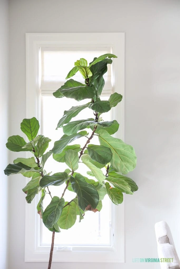 Fiddle Leaf Fig in a Dining Room - Walls are Behr Silver Drop and trim is Behr Swiss Coffee.