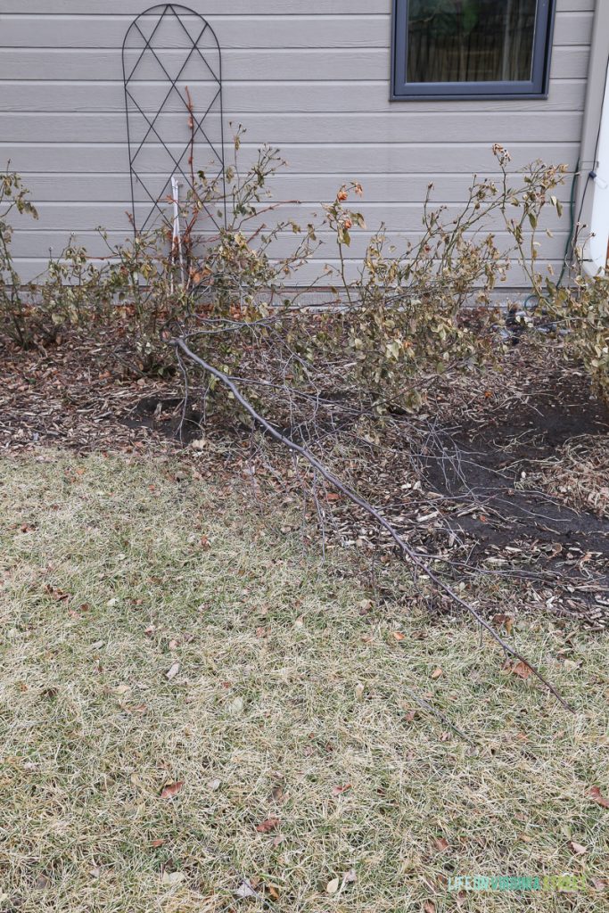 A wire trellis leaning against the side of the house.