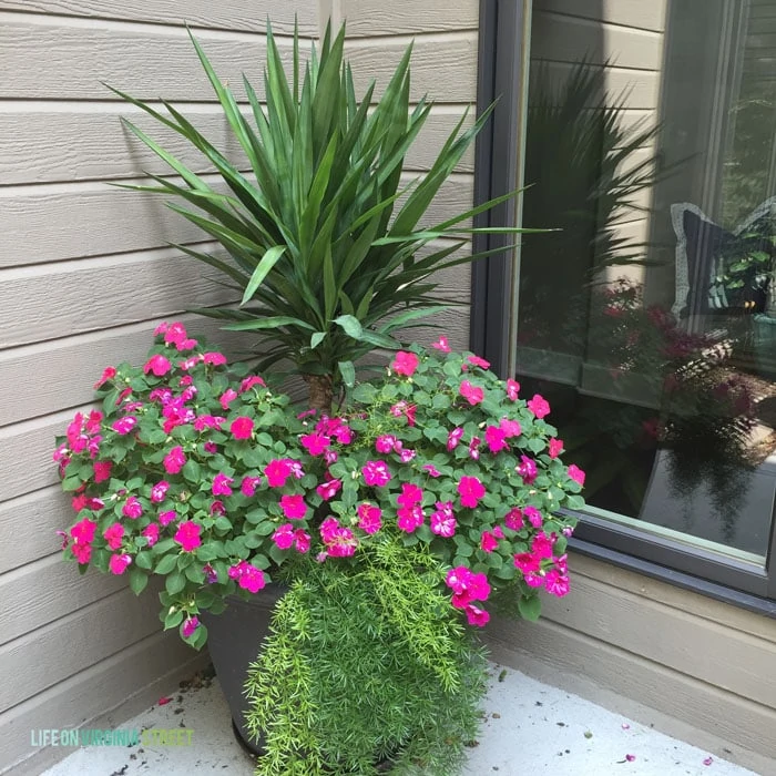  Love this colorful planter full of impatiens and yucca!