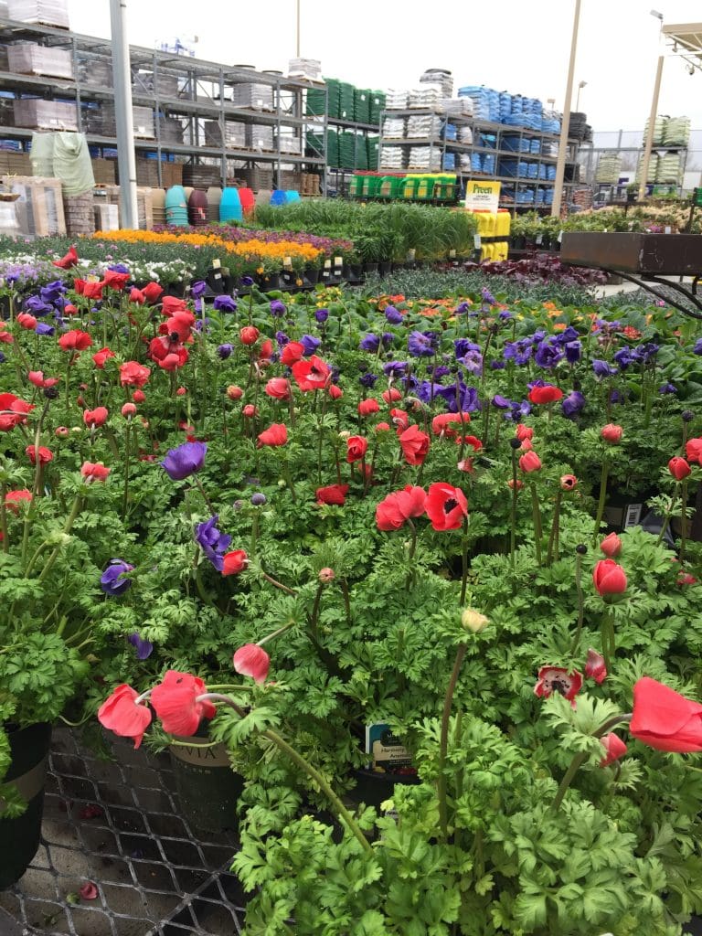 Red and Purple Anemone