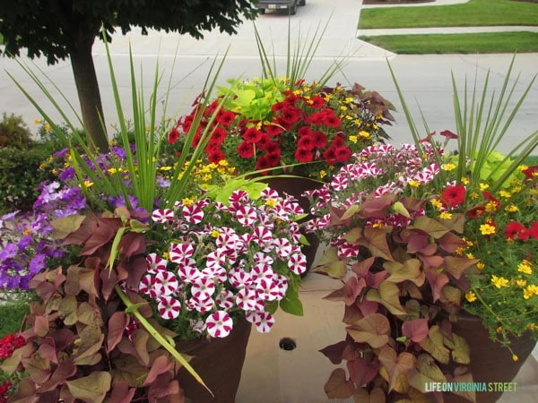 Planters in the front yard filled with yellow, red, and purple flowers and lots of greenery.