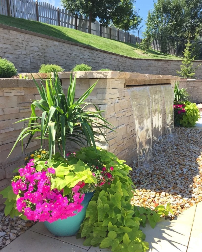 Gorgeous planter near a pool and waterfall, featuring yucca plants, pink petunias, and potato vines. Pretty inspiration for planters for summer.