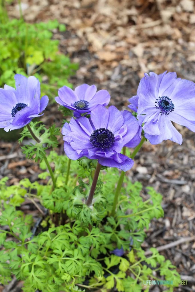 Gorgeous purple anemones and information on the necessity of building seasonal layers in your landscaping to create a colorful outdoor space year round!