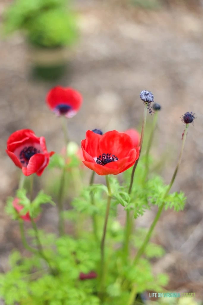 Gorgeous red anemones and information on the necessity of building seasonal layers in your landscaping to create a colorful outdoor space year round!