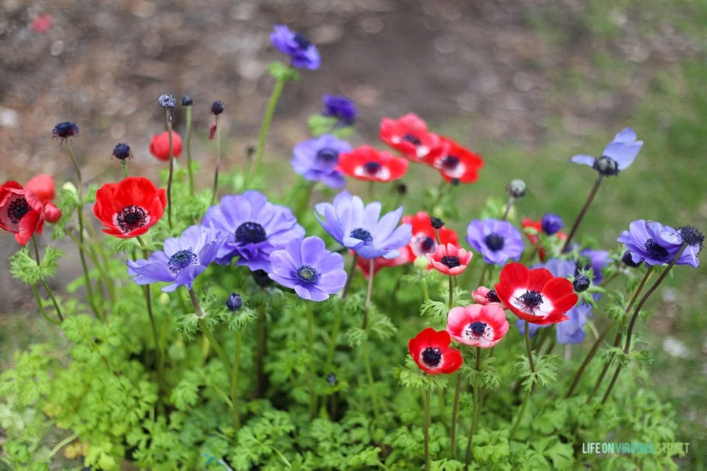 Gorgeous red and purple anemones and information on the necessity of building seasonal layers in your landscaping to create a colorful outdoor space year round!