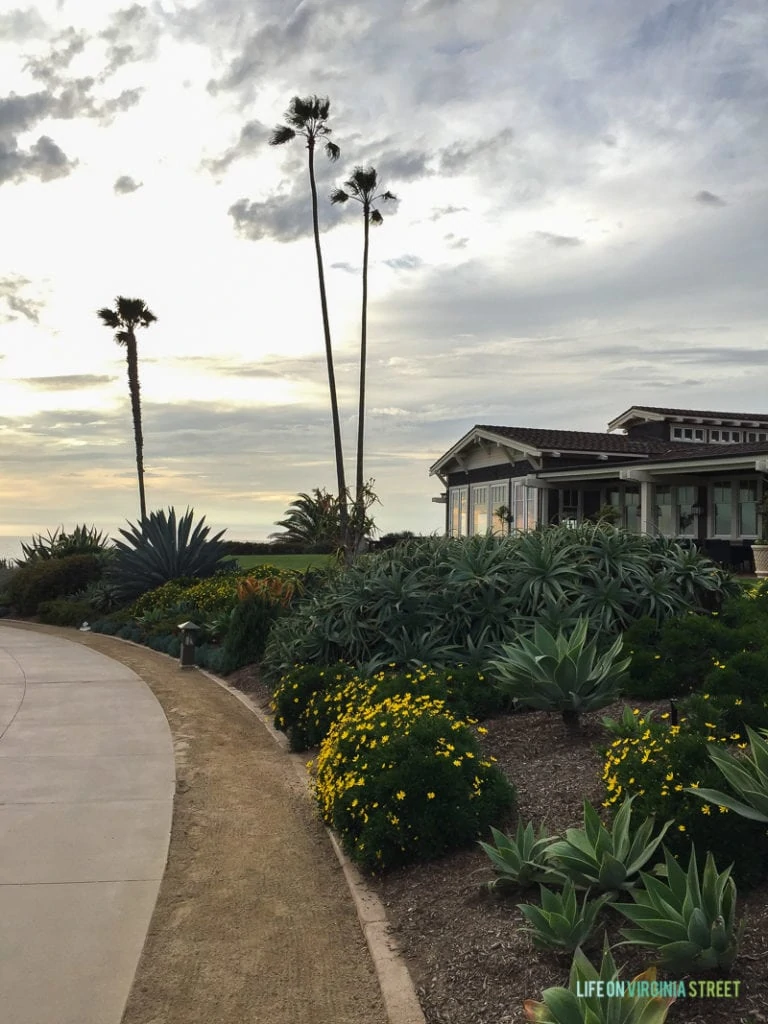 I love the palm trees in Southern California! This was one of the paved walking paths at the Montage hotel.