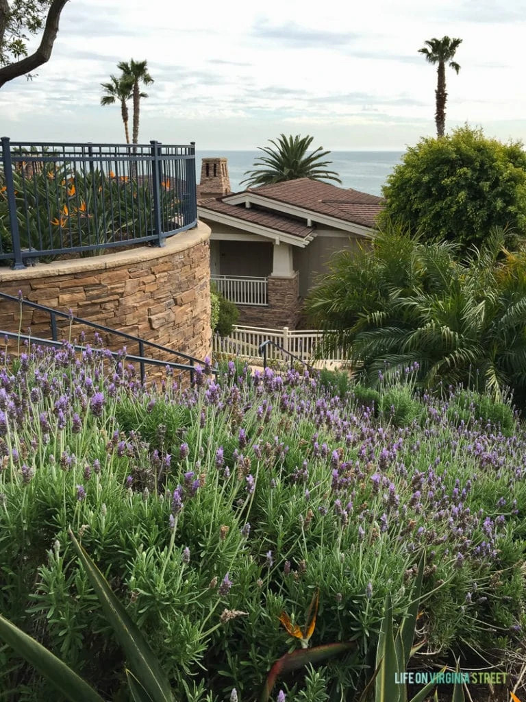 Amazing lavender plants are all over the grounds at the Montage Hotel. It smells wonderful! You can also see the ocean here and some orange lillys. 