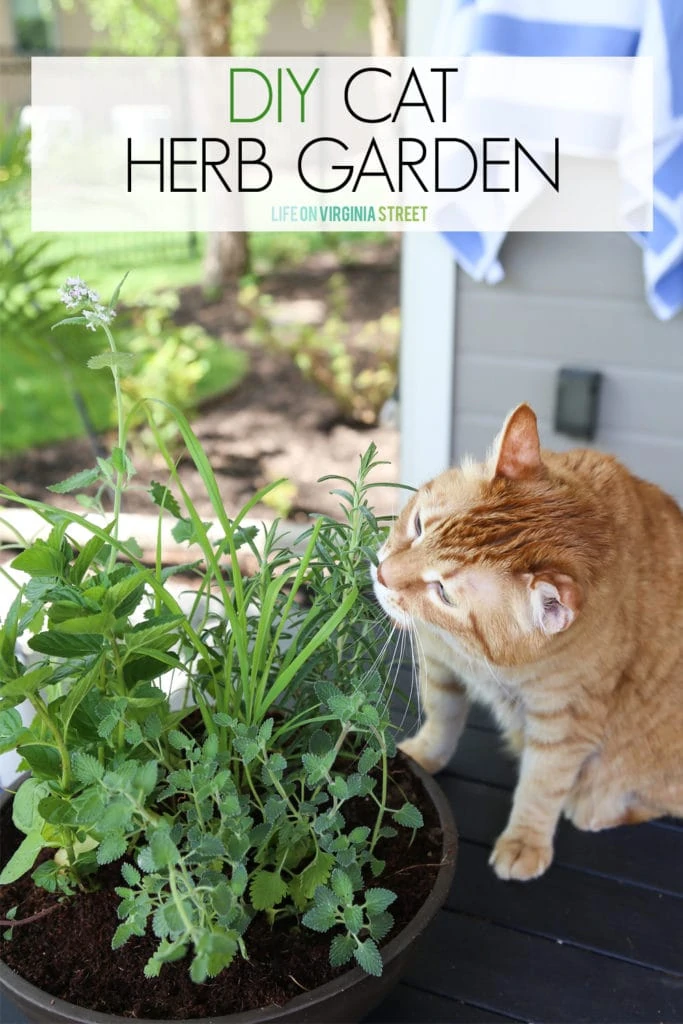 DIY cat herb garden graphic.